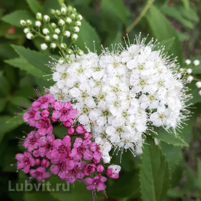 Спирея Широбана (Shirobana) купить с доставкой сорт «хамелеон», с продолжительным, обильным, обворожительным трехцветным цветением притягивает внимание многих начинающих цветоводов и профессионалов флористов
