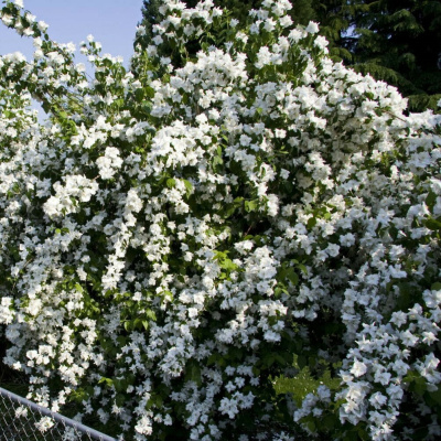 Чубушник ассортимент купить с доставкой это сортовые чубушники для которых утеряны указатели сортов. Поэтому мы продаем их по сниженной цене