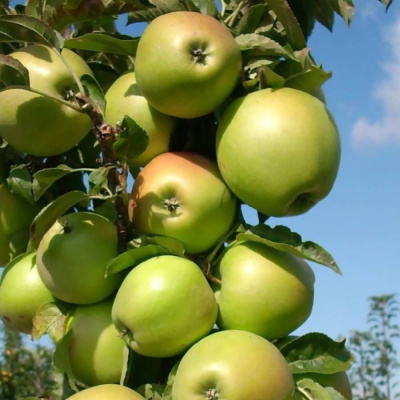Яблоня Медок купить с доставкой Колоновидная яблоня Медок - это маленькая яблоня, дающая крупные плоды, простая в обслуживании и хорошо вписывающаяся в любой ландшафт. Сорт колоновидной яблони Медок перспективный и интересный не только для маленького сада, но и для коммерческого выращивания.