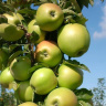 Яблоня Медок