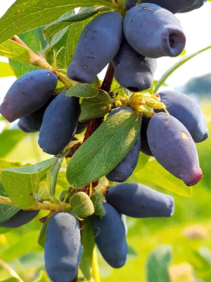 Жимолость Фиалка купить с доставкой настоящая находка для тех, кто ценит не только вкус, но и раннеспелость! Эта северная красавица одной из первых открывает сезон свежих витаминов, радуя садоводов сочными плодами уже в начале июня, когда другие культуры только готовятся к цветению. Удивительно, но в этих продолговатых ягодках скрывается целая кладовая полезных веществ! Фиалка привлекает своим стабильным плодоношением даже в непростых климатических условиях ей не страшны весенние заморозки, она спокойно переносит даже суровые зимы. Особенно приятно, что горечи, часто встречающейся у диких сородичей, в этом сорте практически нет, только освежающий кисло-сладкий вкус с лёгким ароматом лесных ягод. А компоты и варенья из Фиалки получаются такими, что пальчики оближешь!