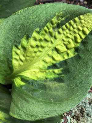 Хоста Сансет Грувз (Sunset Grooves) [M] купить с доставкой 