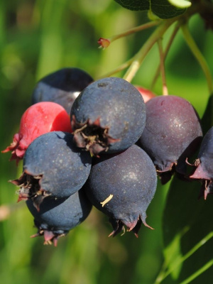 Ирга Хонивуд купить с доставкой ​Хонивуд – настоящее сокровище среди сортов ирги, созданное канадскими селекционерами для тех, кто ценит не просто урожайность, а поистине медовый вкус ягод!