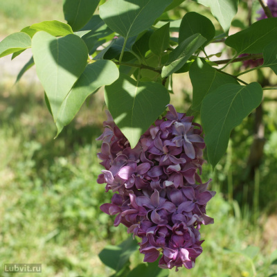 Сирень Маршал Ланн (Marechal Lannes) купить с доставкой У сирени Маршал Ланн совершенно особое очарование. Сирень французской селекции 1910 г. Во время цветения имеет голубовато–лиловый цвет и легкий приятный аромат