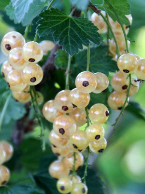 Смородина белая Булонь купить с доставкой Смородина белая Булонь — французский изысканный сорт с привлекательными, прозрачными ягодами, которые отличаются утонченным вкусом и декоративностью. Этот сорт станет настоящей жемчужиной любого сада, сочетая высокую урожайность с эстетической ценностью.