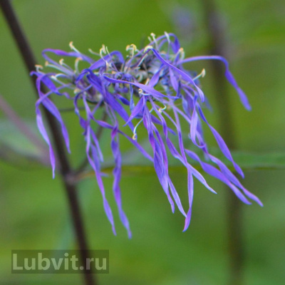 Флокс Гений купить с доставкой чрезвычайно необыкновенный сорт, выведен в России в 2017г