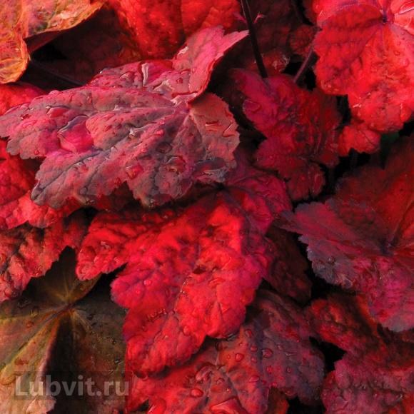 Гейхера Отом лифс (Autumn Leaves) купить с доставкой