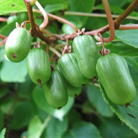 Актинидия Отличница