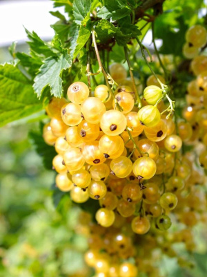 Смородина золотистая Левушка купить с доставкой Смородина золотистая Левушка — уникальный сорт с яркими золотисто-желтыми ягодами, собранными в кисти. Его плоды обладают сладким вкусом с легкой кислинкой и выраженным ароматом. Этот сорт ценится за декоративность и универсальность использования, украшая сад и обеспечивая богатый урожай.