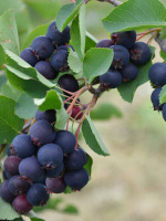 Ирга Нортлайн