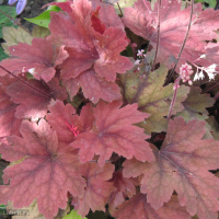 Гейхерелла Свит Ти (Sweet Tea)