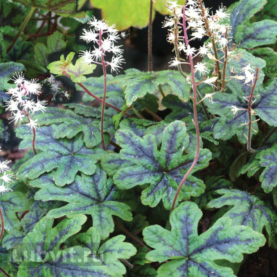 Гейхера Старберст (Starburst) купить с доставкой разнообразит ваш цветник, а пестрая окраска внесет поток новой энергии