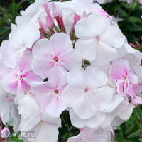 Флокс Зимнее утро