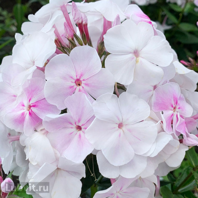 Флокс Зимнее утро купить с доставкой его цветы создают ощущение воздушности, благодаря светящейся, перламутровой окраске