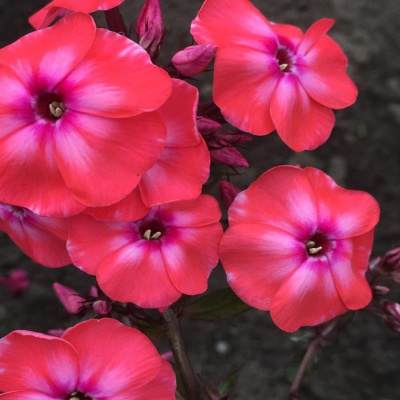 Флокс метельчатый Золотая Антилопа купить с доставкой это абсолютно новое слово в селекции метельчатых флоксов