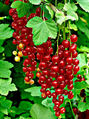 Смородина красная Ред Лейк купить с доставкой Это декоративный сорт с яркими, насыщенно красными ягодами, собранными в длинные кисти. Кусты этого сорта компактны, обладают хорошей устойчивостью к болезням и морозам, что делает их отличным выбором для садоводов, стремящихся к устойчивому урожаю и привлекательному внешнему виду растения.