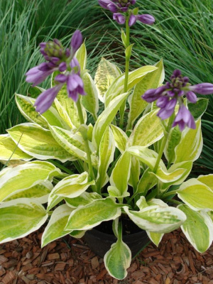 Хоста Лемон Кэнди (Lemon Candy) [M] купить с доставкой 