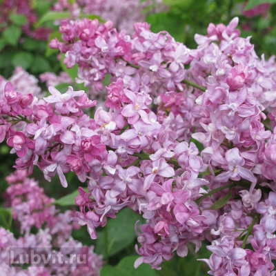 Сирень Богдан Хмельницкий