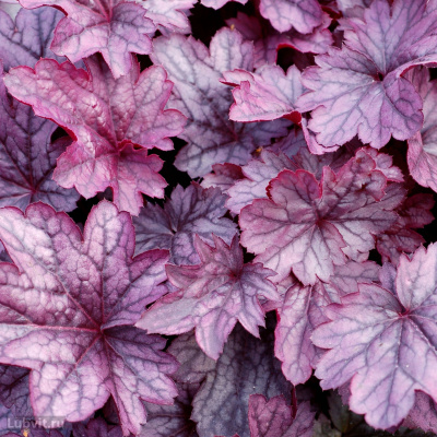 Гейхера Шанхай (Shanghai) купить с доставкой декоративный, эффектный, неприхотливый сорт, входит в группу так называемых американских гибридов