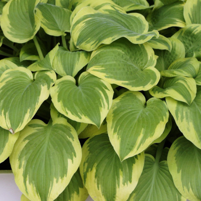 Хоста Карнавал (Carnival) [M] купить с доставкой Если бы хосты умели веселиться, то Карнавал была бы организатором этих празднеств. Ее пестрая окраска так и просит устроить вечеринку в вашем саду