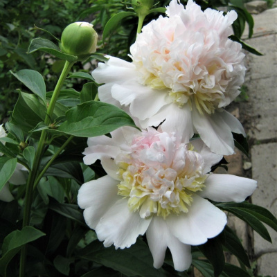 Пион Топ Брасс (Top Brass) купить с доставкой уникальный сорт, чьи соцветия состоят сразу из трех оттенков цвета