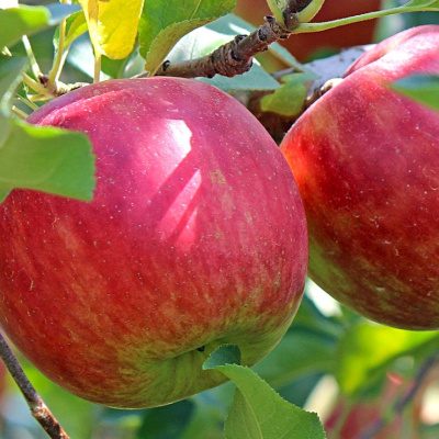 Яблоня Жигулевское купить с доставкой Позднеосенний сорт, выращиваемый в южных регионах в качестве дерева, в Сибири – в виде стланца. Выведен С. П. Кедриным в 1965 году. Яблоня привлекает своими вкусовыми качествами и весом плодов.