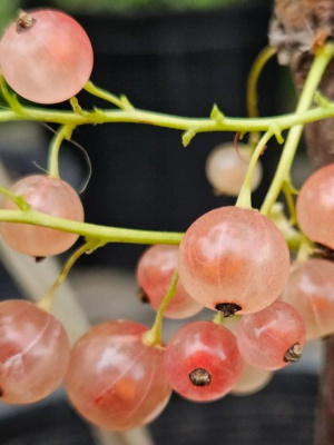 Смородина красная Роза Чаир купить с доставкой 