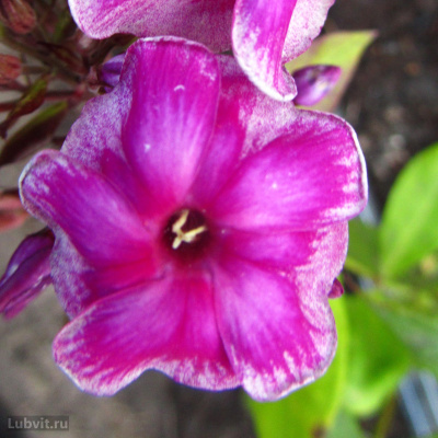 Флокс Венец купить с доставкой народные любимцы! очень красивый, сильный, хорошо запоминающийся сорт, с эффектными цветками