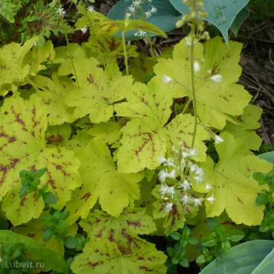 Гейхерелла Солар Пауер (Solar Power) купить с доставкой порадует изящным видом необыкновенно яркой листвой с красным крапом в центре