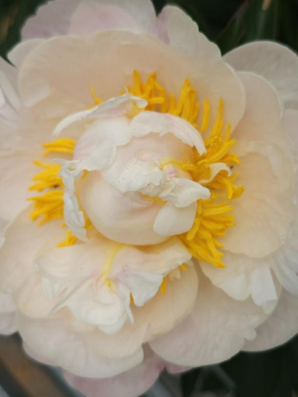 Пион Гардения (Gardenia) купить с доставкой Пион Гардения (Gardenia) купить с доставкой