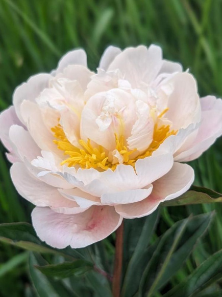 Пион Гардения (Gardenia) купить с доставкой Пион Гардения (Gardenia) купить с доставкой