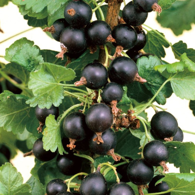 Смородина Пигмей купить с доставкой ​Яркий вкус, крупные плоды, – все это про сорт смородины Пигмей. Неприхотлива в уходе, отлично плодоносит, подходит для приготовления вкусного чая, а обилие витаминов и полезных веществ, находящихся в ягодах и листах вас удивит.