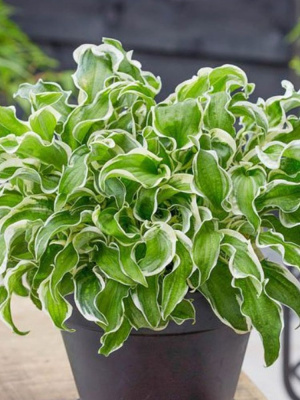 Хоста Летс Твист Эгейн (Let's Twist Again) [M] купить с доставкой Хоста Летс Твист Эгейн - элегантная особа, способная внести в ваш сад характер и форму. Ее извилистые листики - главная фишка сорта, а цвет - отличный инструмент для создания стильного ландшафта на участке.