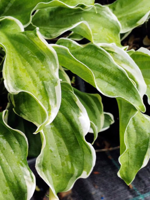 Хоста Летс Твист Эгейн (Let's Twist Again) [M] купить с доставкой 