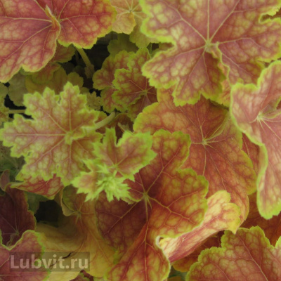 Гейхера Тирамису (Tiramisu) купить с доставкой Смешение красных, зеленых и желтых тонов делают эту красавицу неотразимой на любой клумбе