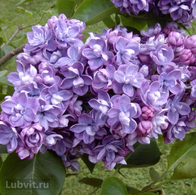 Сирень Ами Шотт (Ami Schott) купить с доставкой Цветы–розочки осыпают весь куст голубой дымкой. Во время цветения Ами Шотт смотрится очень эффектно, ярко, впечатляюще, и заполняет ваш сад мягким ароматом