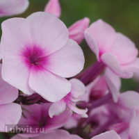 Флокс Мозаика