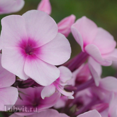 Флокс Мозаика купить с доставкой Мозаика вызывает восхищение и интерес цветоводов всего мира. Запоминается ярким контрастом многочисленных цветов и удивительными пышными соцветиями