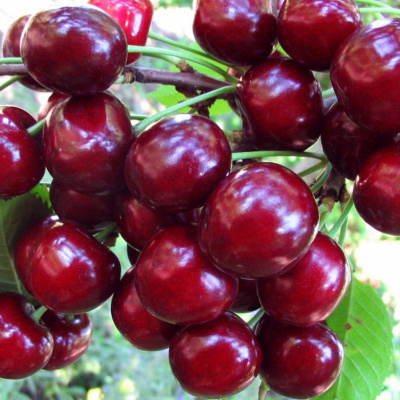 Вишня Жуковская купить с доставкой Популярный, проверенный временем сорт, который ценится за крупноплодность, потрясающий вкус и неприхотливость. Сорт Жуковская был создан в 1947 году С. В. Жуковым и Е. Н. Харитоновой – сотрудники ВНИИ Садоводство им. Мичурина.