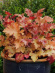 Гейхера Оранж Берри Раффлз (Orange Berry Ruffles) купить с доставкой Гейхера Оранж Берри Раффлз (Orange Berry Ruffles) купить с доставкой