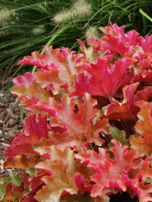 Гейхера Оранж Берри Раффлз (Orange Berry Ruffles) купить с доставкой 