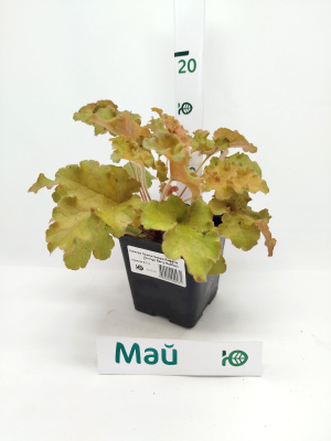 Гейхера Оранж Берри Раффлз (Orange Berry Ruffles) купить с доставкой 