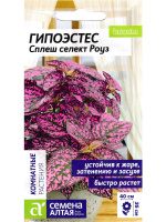 Гипоэстес Сплеш селект Роуз [Семена алтая]