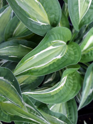 Хоста Снэйк Айз (Snake Eyes) [M] купить с доставкой 