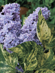 Сирень Аукубафолия (Aucubaefolia) Сирень Аукубафолия (Aucubaefolia)