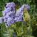 Сирень Аукубафолия (Aucubaefolia) купить с доставкой Сирень Аукубафолия (Aucubaefolia) купить с доставкой