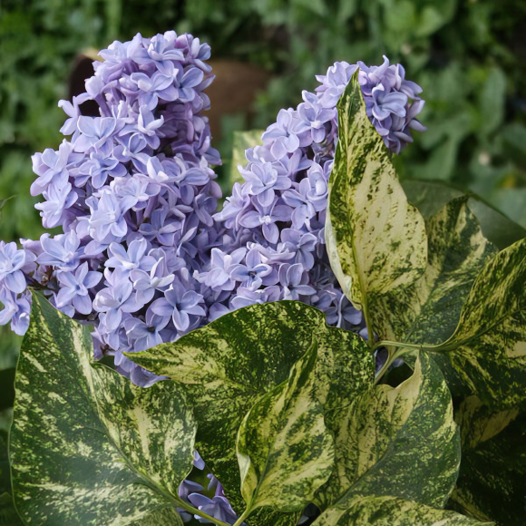 Сирень Аукубафолия (Aucubaefolia) купить с доставкой Сирень Аукубафолия (Aucubaefolia) купить с доставкой