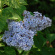 Сирень Аукубафолия (Aucubaefolia) купить с доставкой Сирень Аукубафолия (Aucubaefolia) купить с доставкой