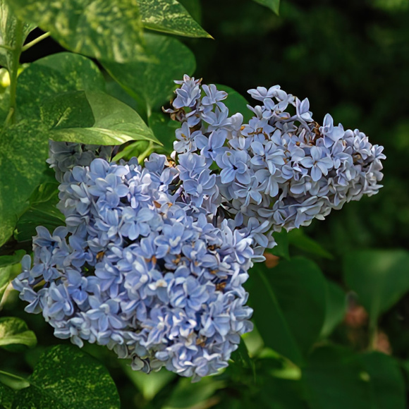 Сирень Аукубафолия (Aucubaefolia) купить с доставкой Сирень Аукубафолия (Aucubaefolia) купить с доставкой