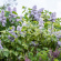 Сирень Аукубафолия (Aucubaefolia) купить с доставкой Сирень Аукубафолия (Aucubaefolia) купить с доставкой